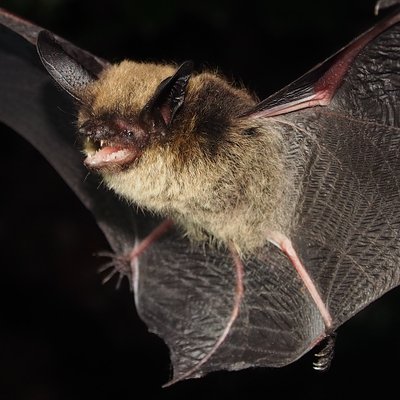 The benefit of bats on Alberta farms and ranches